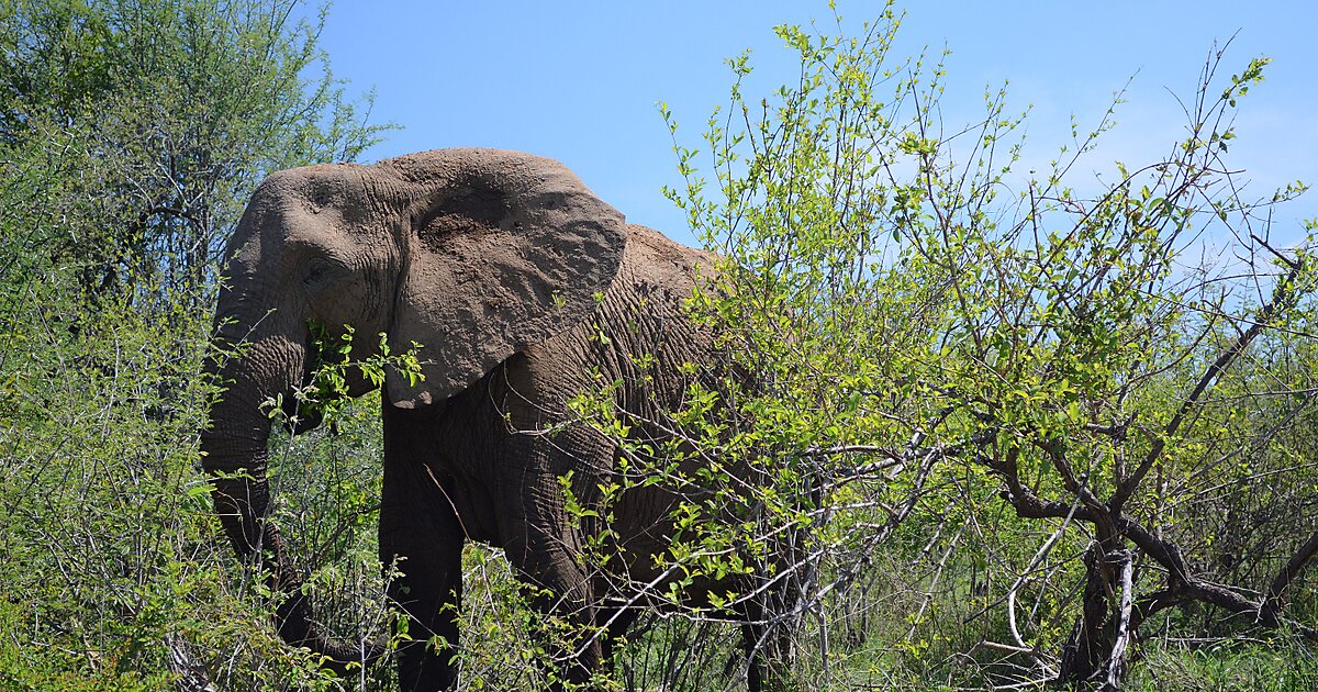 Kruger National Park in Limpopo, South Africa | Sygic Travel