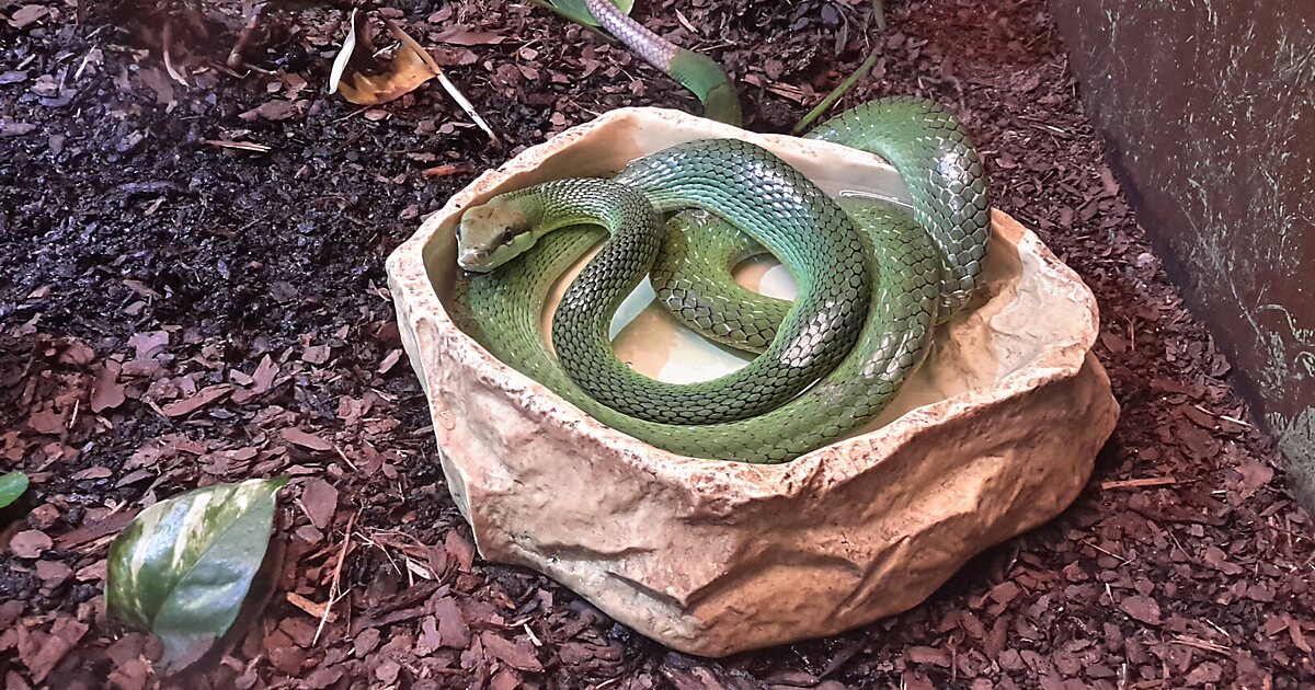 Oslo Reptile Park in Oslo, Norway Sygic Travel