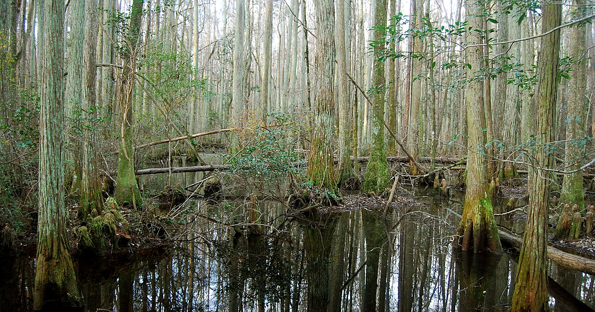 Osceola National Forest in Baker Sygic Travel