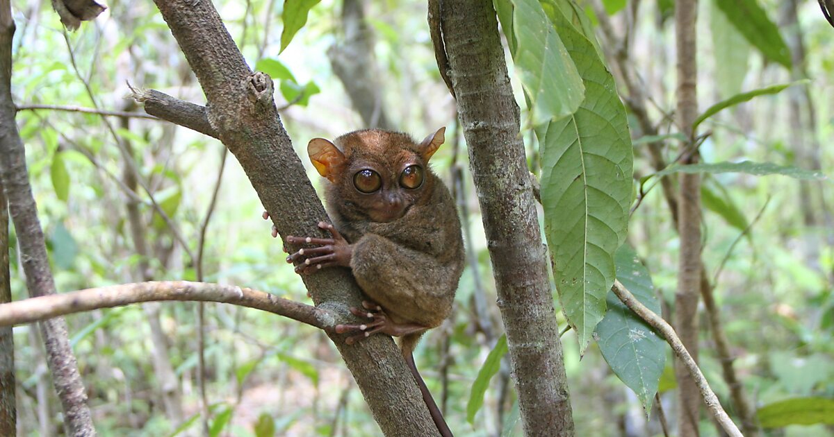 philippine-tarsier-sanctuary-in-western-visayas-philippines-sygic-travel