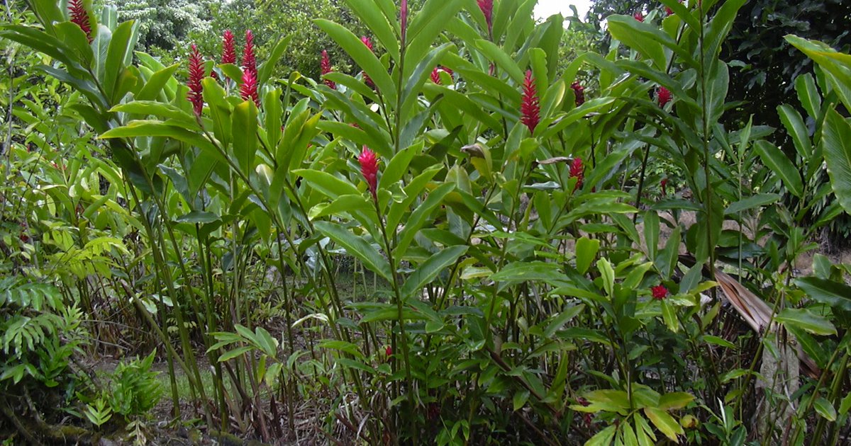 Ke'anae Arboretum in Wailua, USA | Tripomatic