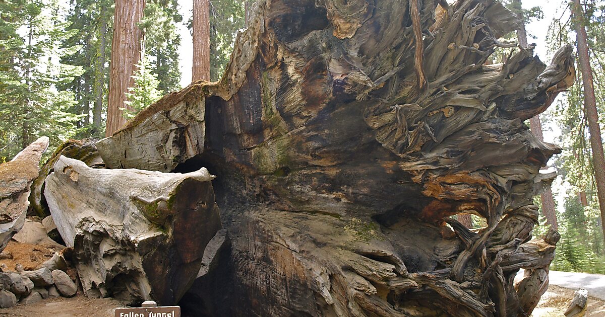 Fallen Wawona Tunnel Tree in Mariposa, California | Tripomatic