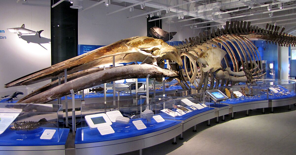 Mew Mew Allergi mistet hjerte Canadian Museum of Nature in Ottawa, Canada | Sygic Travel