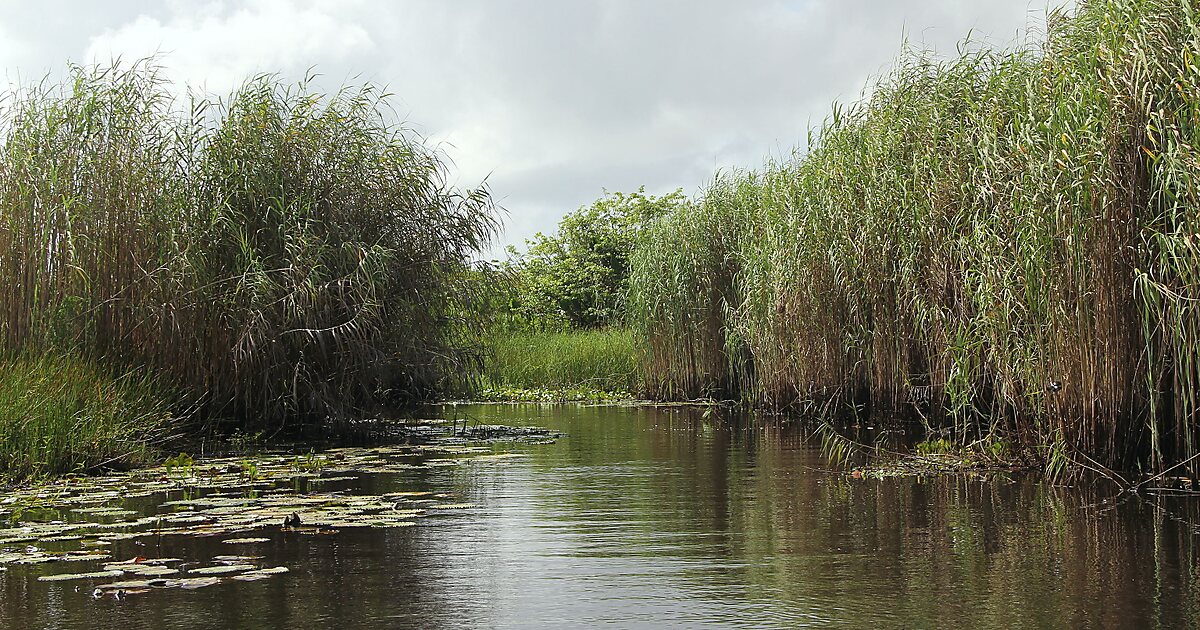 Nariva Swamp in Pinar del Río, Trinidad and Tobago | Tripomatic