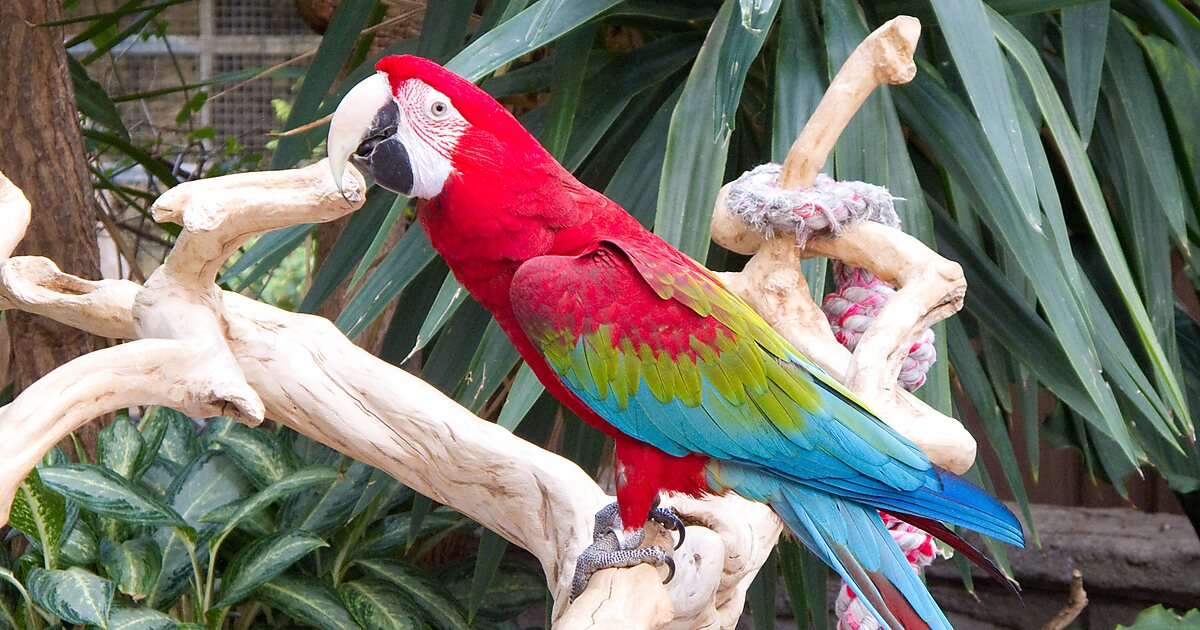 Bird Kingdom in Niagara Falls, New York Sygic Travel