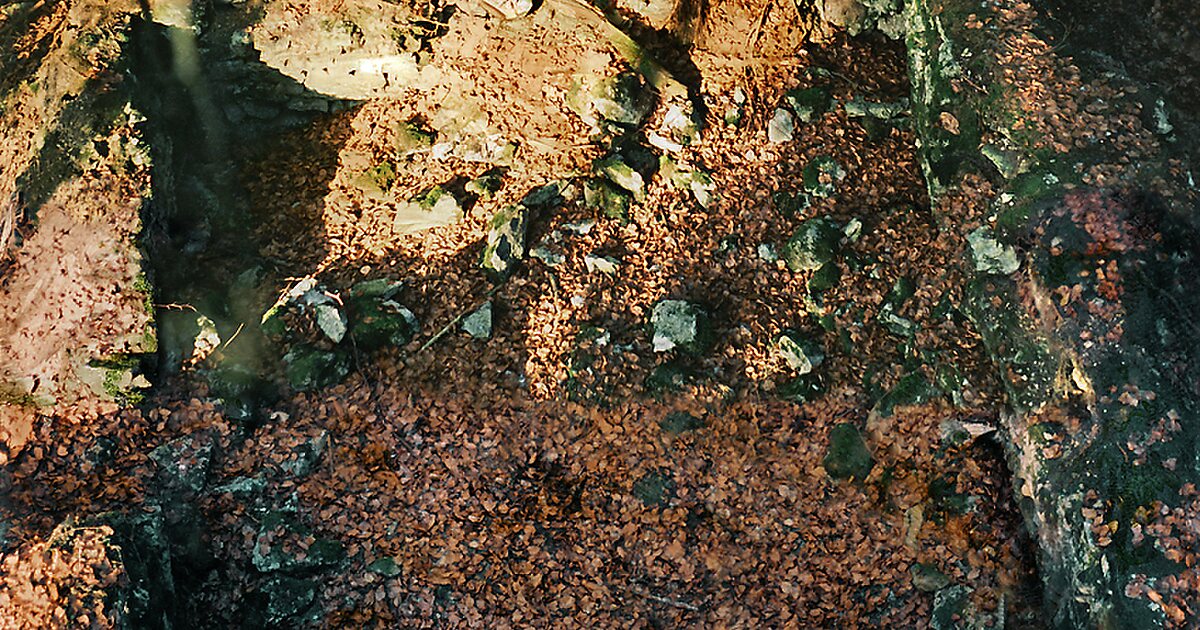 Limes Germanicus en Wehrheim, Alemania | Tripomatic