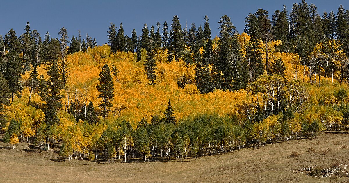 Kaibab National Forest Jacob Lake in Coconino County, Arizona | Tripomatic