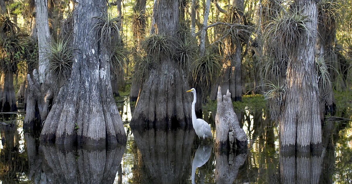 Everglades National Park in Florida, United States | Tripomatic