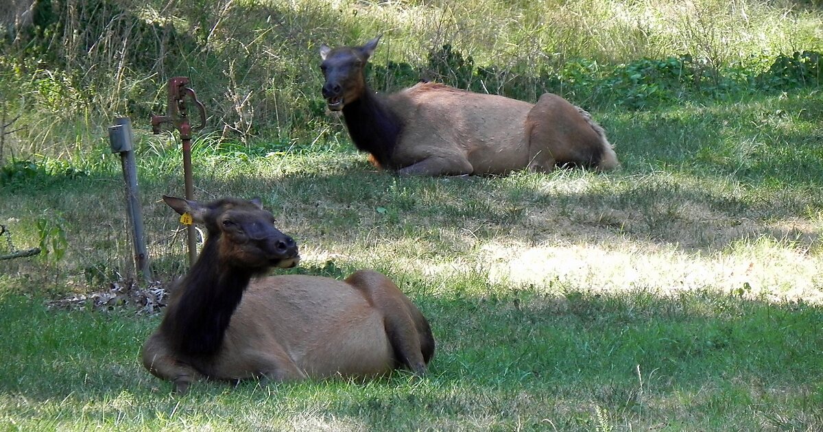 Lone Elk County Park,Lone Elk County Park,Missouri,Lone Elk County Park i.....