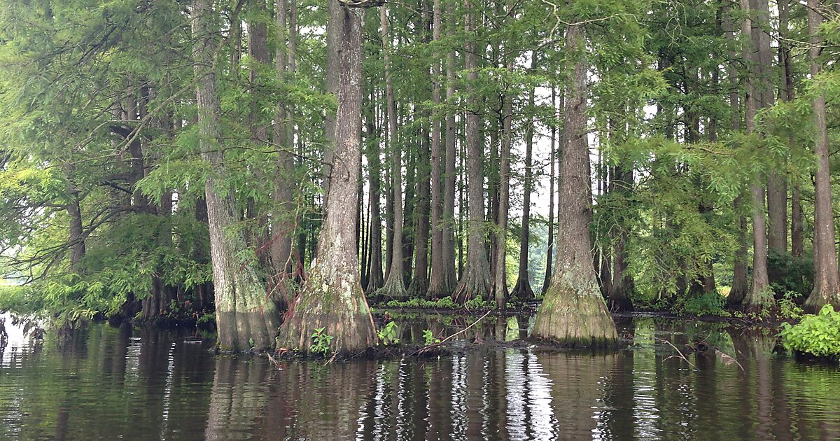 Great Cypress Swamp in Maryland | Sygic Travel