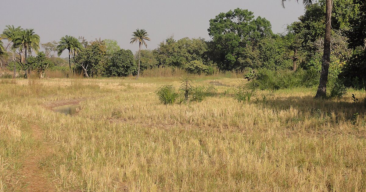 Djougou in Benin Tripomatic