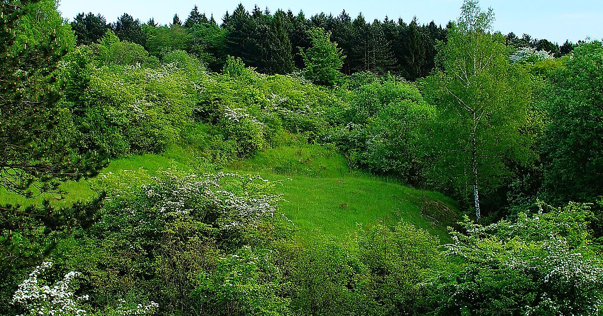 NSG Kalksteinbruch und Halbtrockenrasen am Eich-Berg bei Hemkenrode in