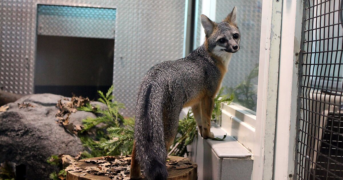 Lindsay wildlife museum