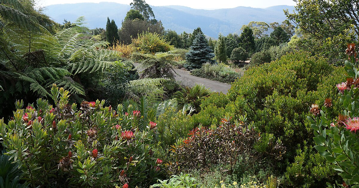The Blue Mountains Botanic Garden in Mount Tomah, New South Wales, Australia Sygic Travel