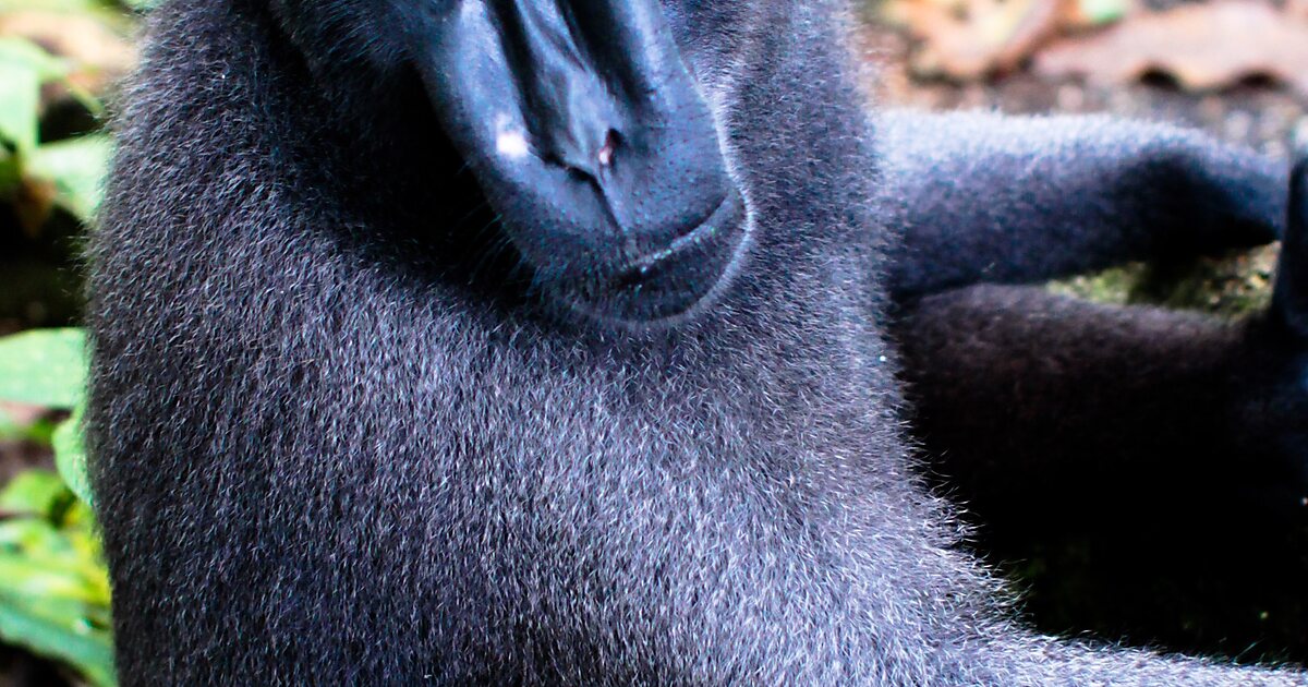 хохлатый павиан