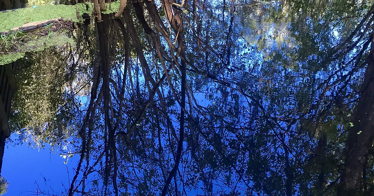 Lettuce Lake Park in Florida, United States Sygic Travel