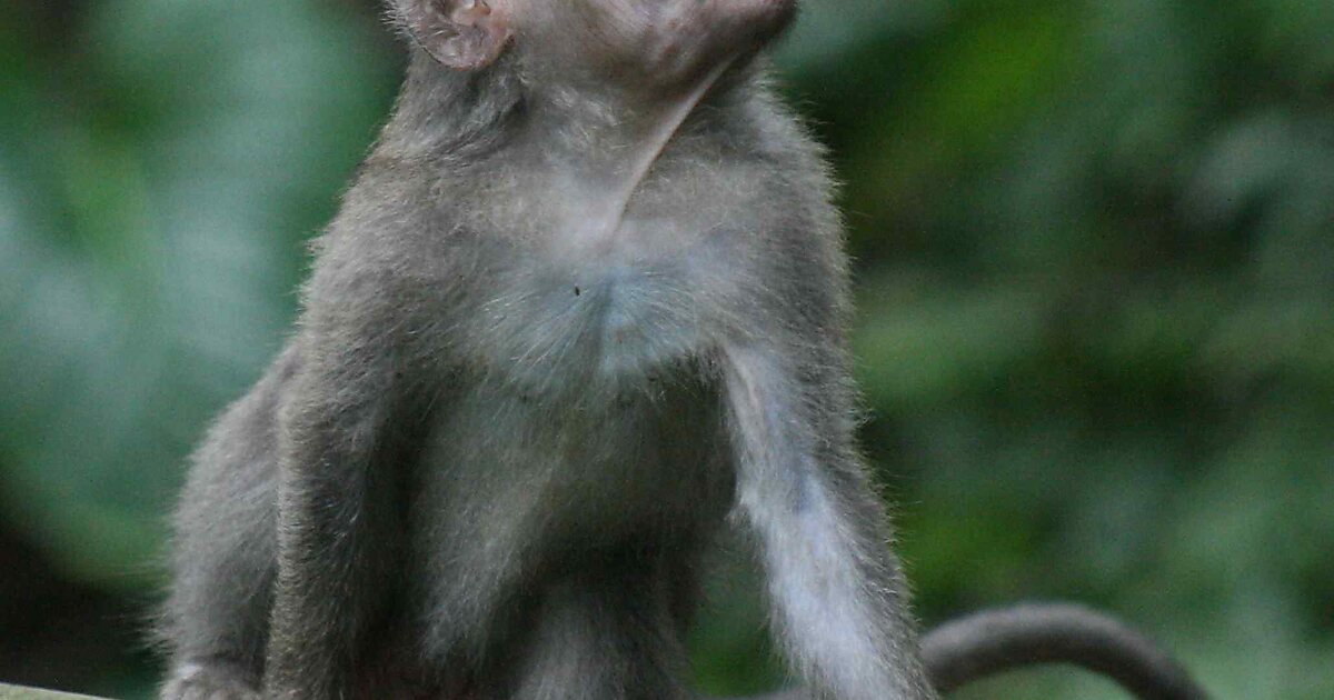 Sacred Monkey Forest Sanctuary In Ubud Indonesia Sygic