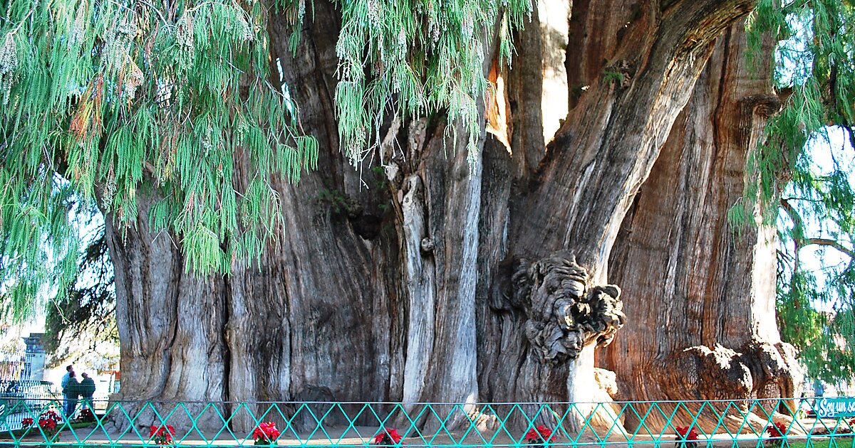 The Majestic Árbol del Tule in Oaxaca