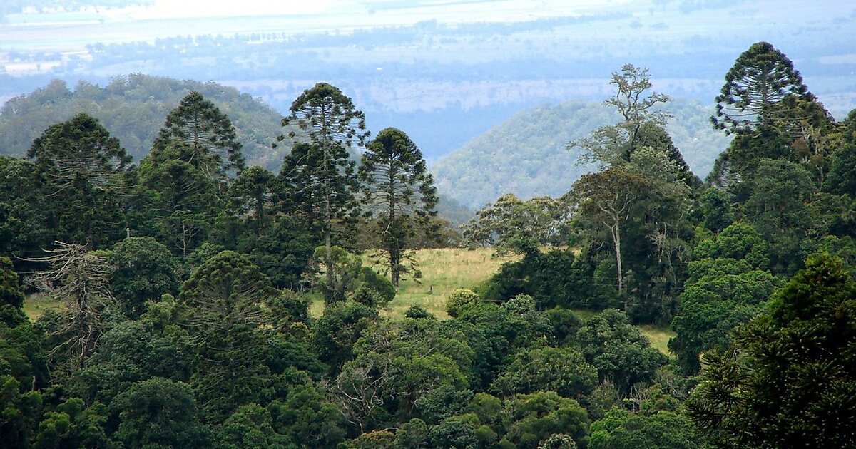 Bunya Mountains National Park in Queensland, Australia Sygic Travel
