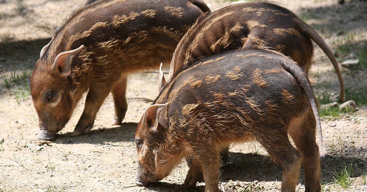 Red River Hogs Enclosure in Paignton, UK | Sygic Travel