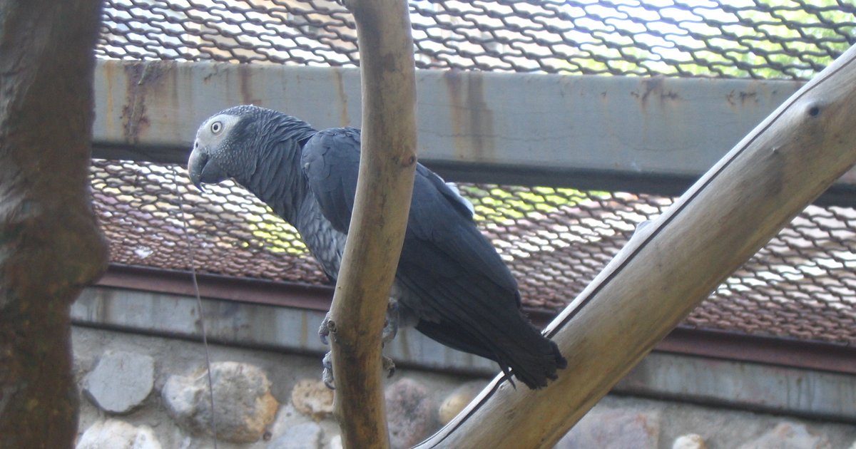 Grey parrot in Izhevsk, Russia | Tripomatic