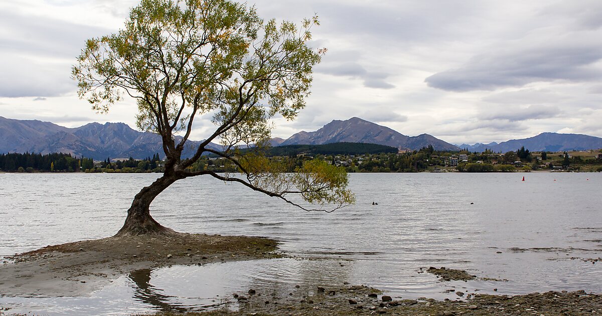 That Wanaka Tree in Wānaka, New Zealand | Tripomatic