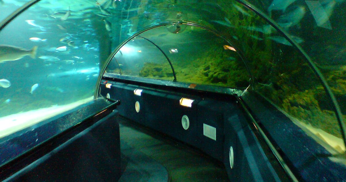 Kelly Tarlton's Sea Life Aquarium in Auckland, New Zealand | Tripomatic