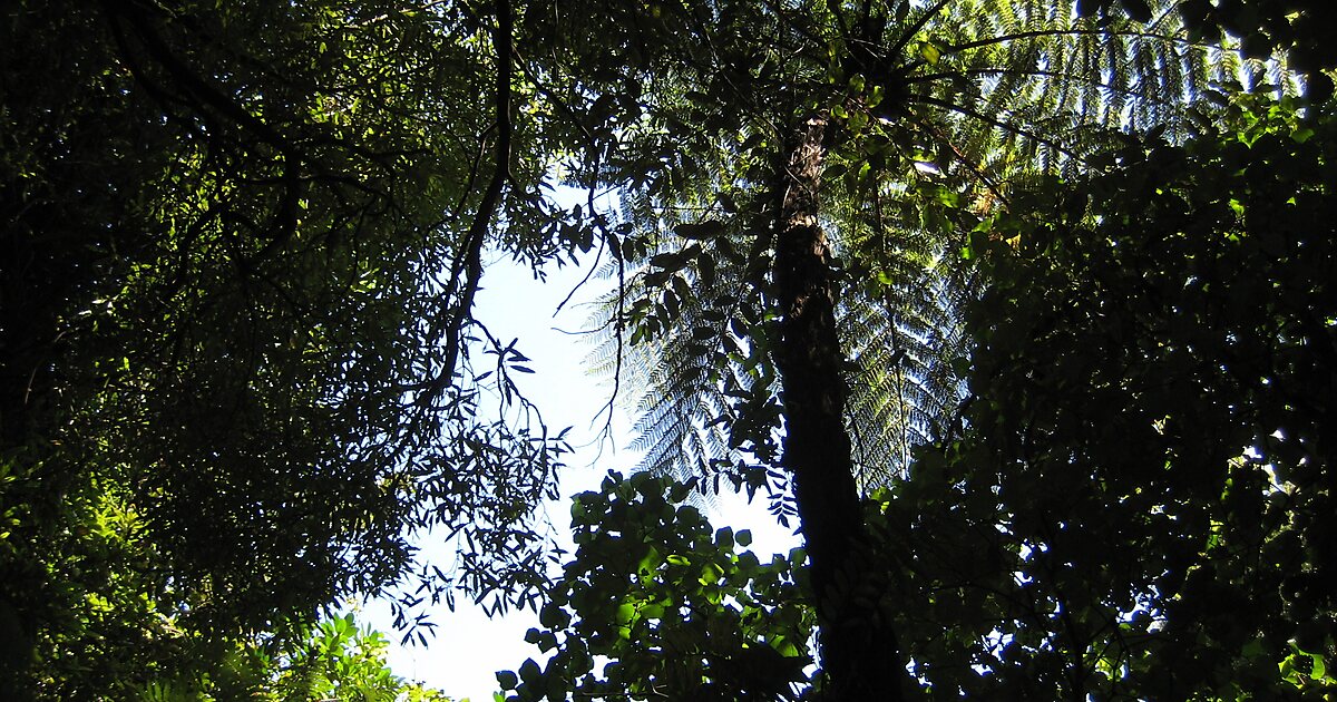 Otari-Wilton’s Bush in Wellington, New Zealand | Tripomatic