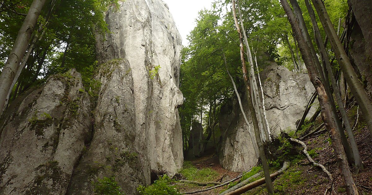 Сонник скалы