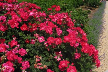 Planting Fields Arboretum