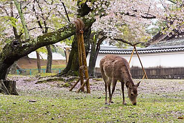 nara tourist map