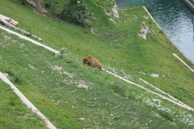 Bear park