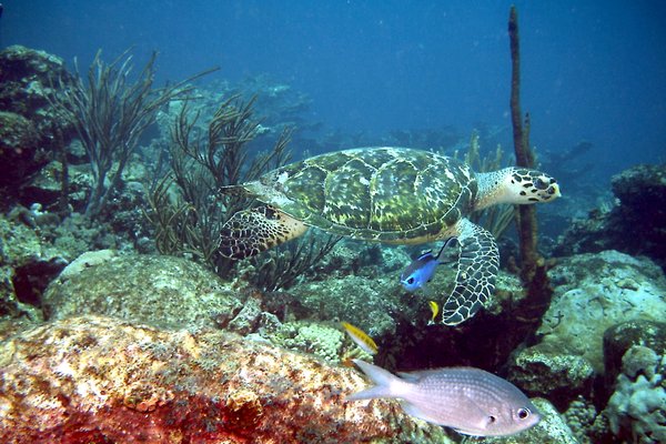 Morrocoy National Park