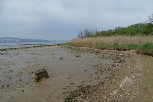 Salt marsh