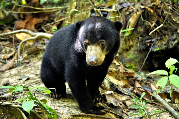 Bornean Sun Bear Conservation Centre