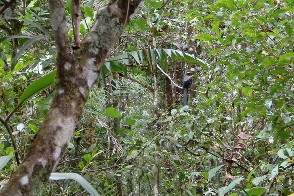 Best of Borneo
