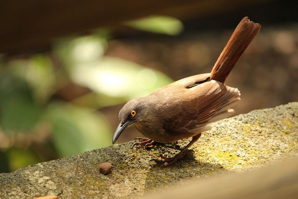 Guadeloupe Zoo (Park of Mammals)