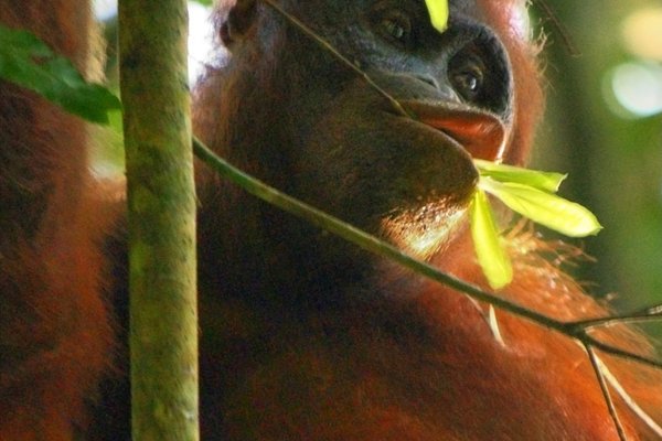 Kutai National Park