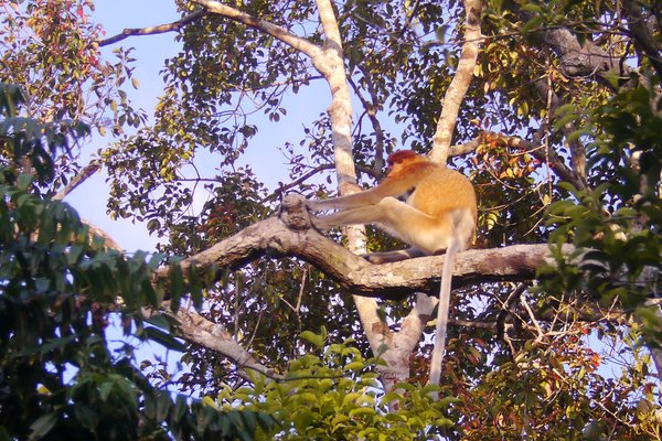 Tanjung Puting National Park