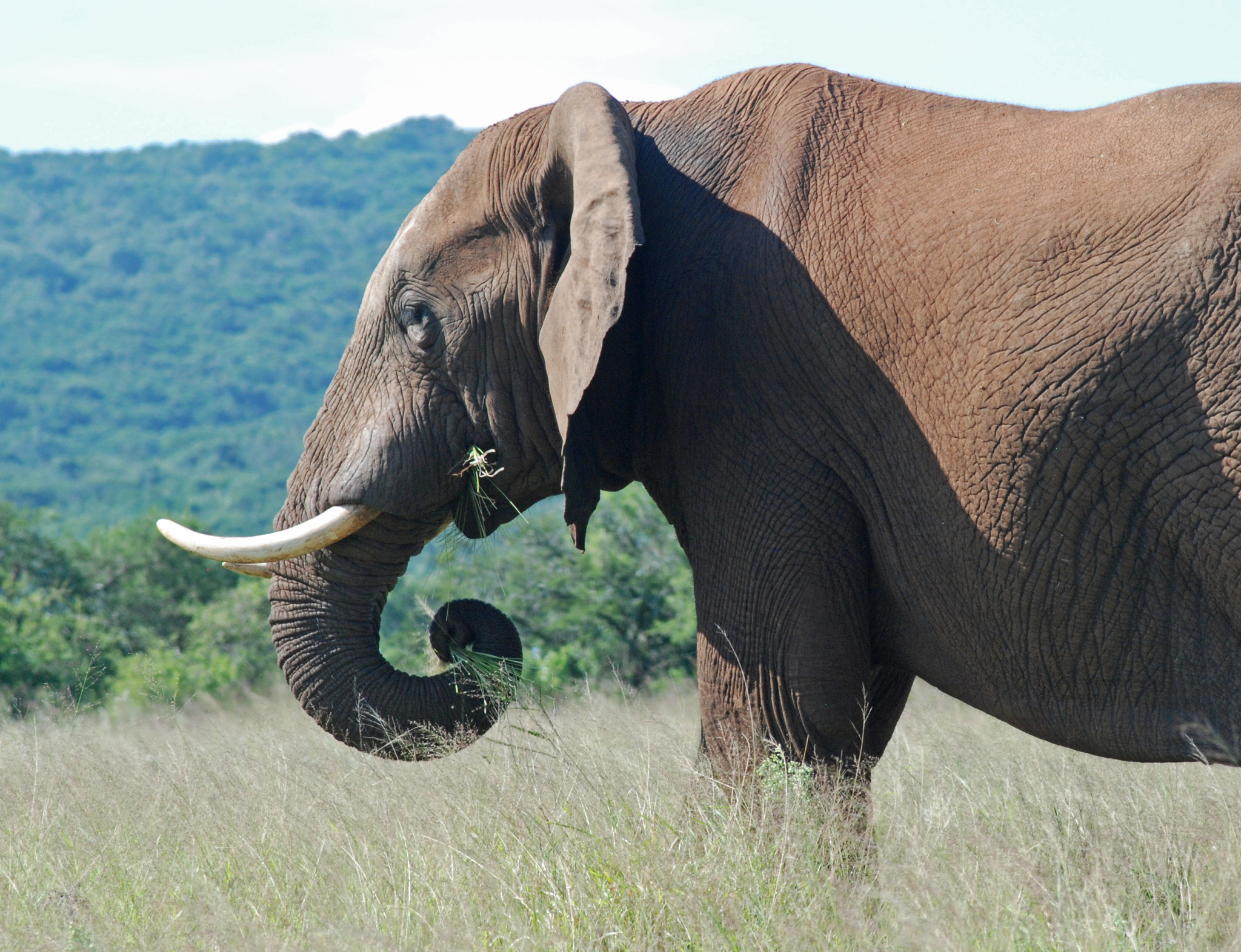 Addo Elephant National Park