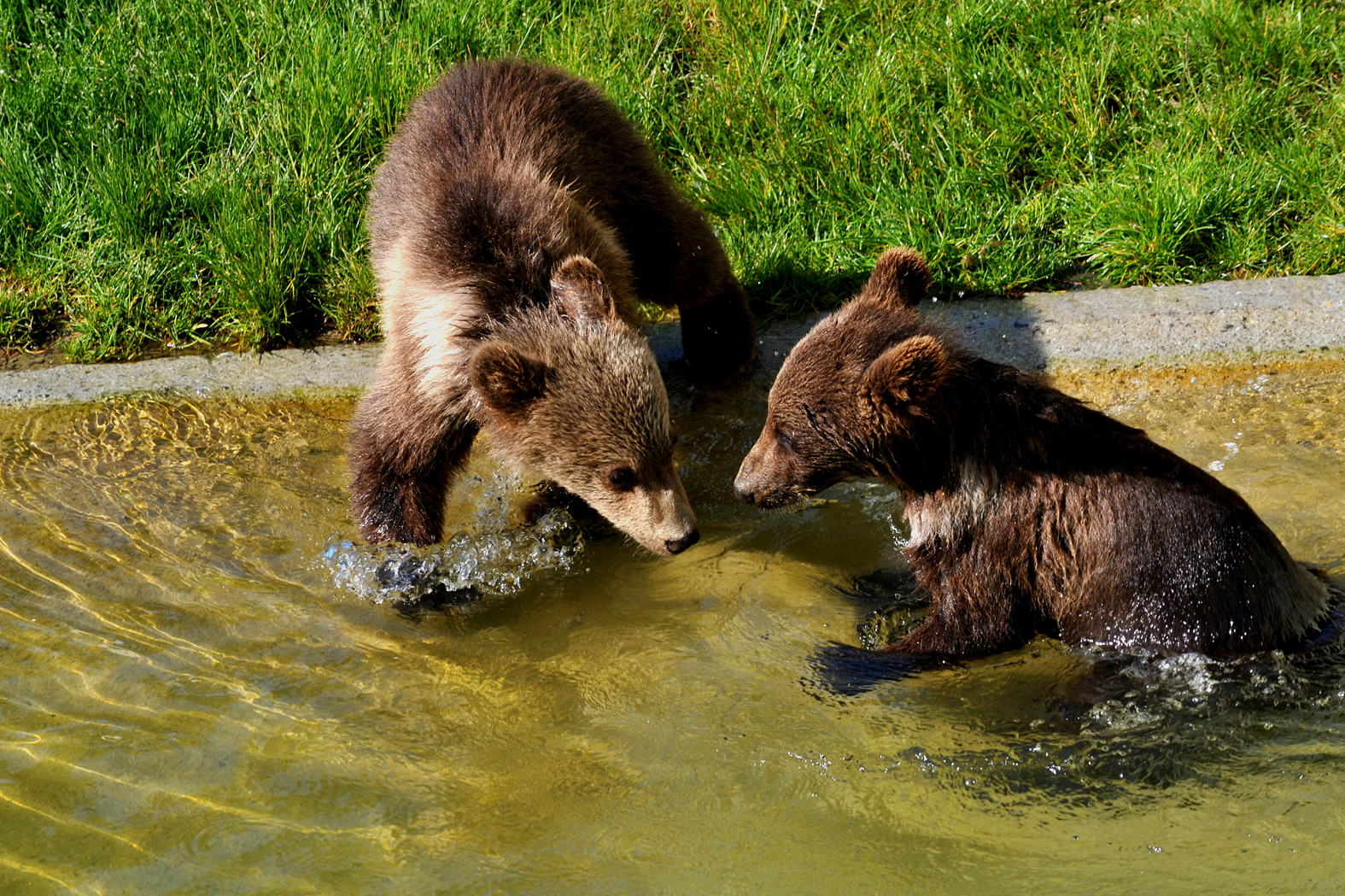 Bear park