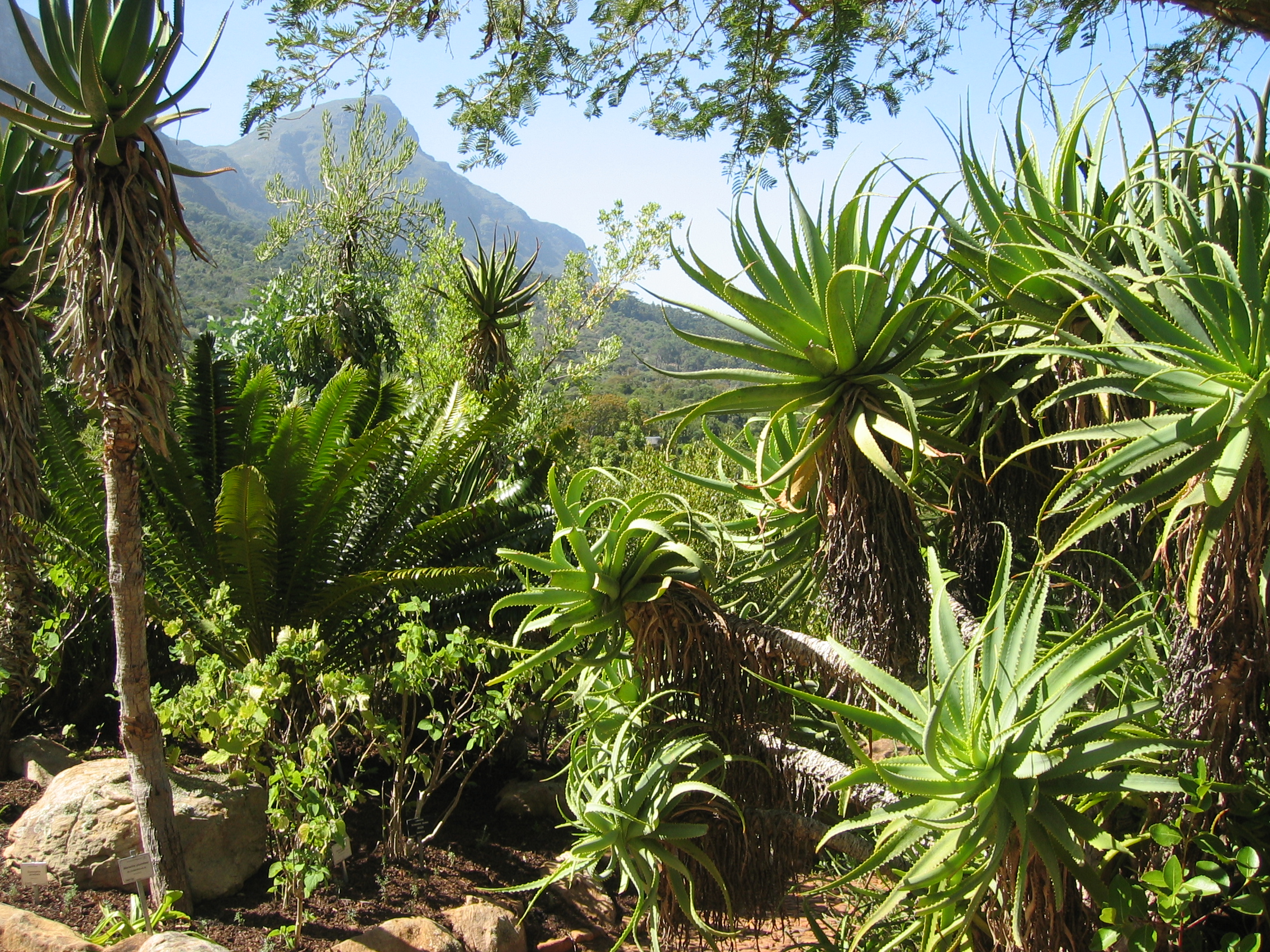 Kirstenbosch Botanical Gardens