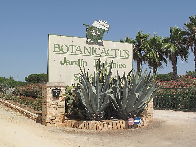 Botani Cactus