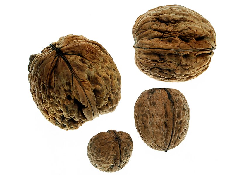 Juglans regia in Vissefjärda, Sweden | Tripomatic