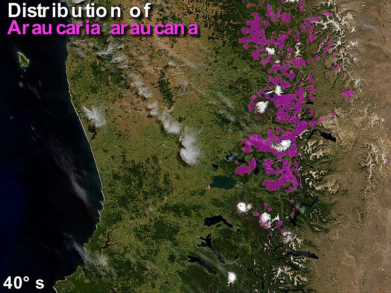 Araucaria araucana