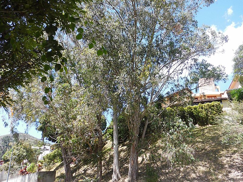 Eucalyptus camaldulensis