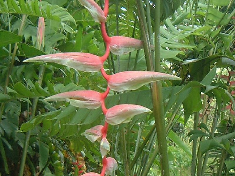 Asa Wright Nature Centre