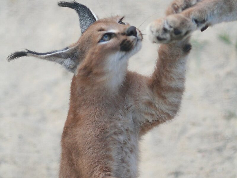 Caracal