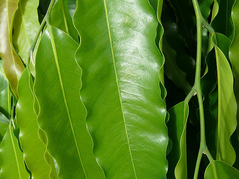 Polyalthia longifolia