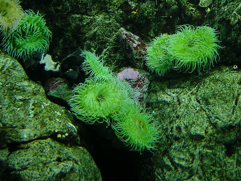 Lisbon Oceanarium